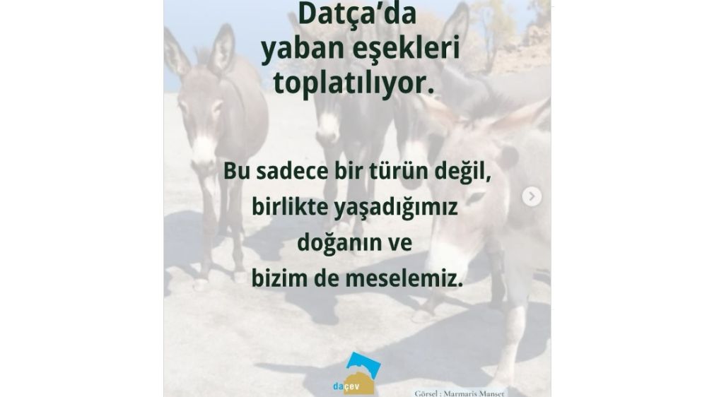Eşekleri Daha Çok Konuşacağız