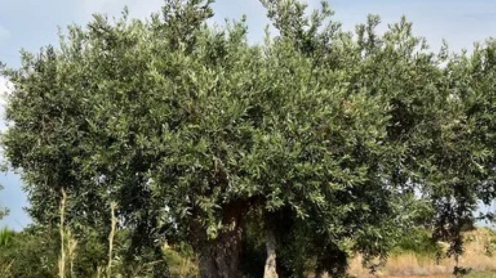 Milas'ta Zeytinlikler mi Taşınacak?