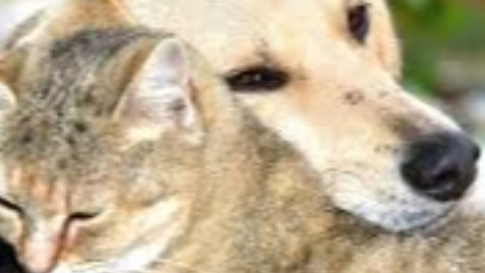 Muğla Yaşam Hakkı Savunucuları: “Köpeklerimizi Vermiyoruz, Aldıklarınızı Sağ Sağlim Geri İstiyoruz, Verdiğiniz Sözleri Tutun”