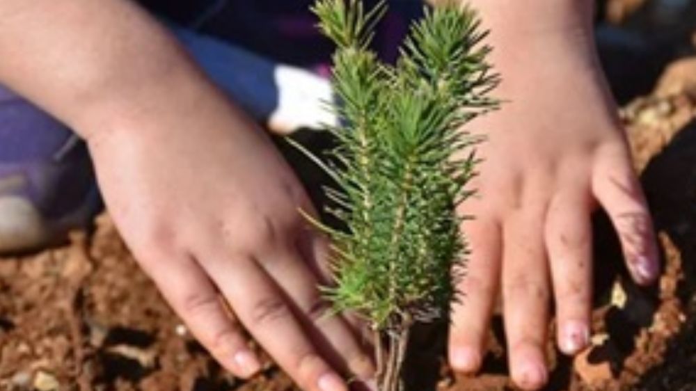 Milli Ağaçlandırma Günü 11 Kasım mı?