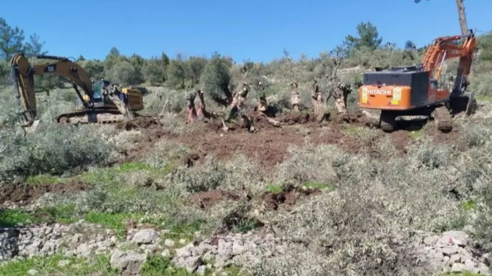 Topraklarına El Konulan Milaslılar Diken Üstünde